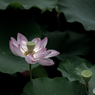 LOTUS2