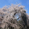 府中市東郷寺の枝垂桜