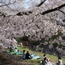 立川の根川緑道