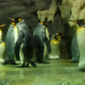 オウサマペンギン