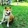 キャンプ犬