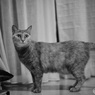 愛猫