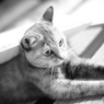 愛猫