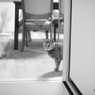 愛猫