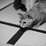 愛猫