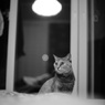 愛猫