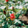 薔薇