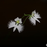 サギ草