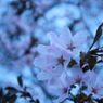 想桜~omoizakura~