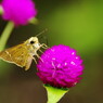 虫達を追って　セセリチョウ