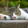 ねこ　その２０３