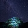 トトロの森