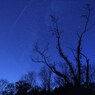 森と星のセレナーデ