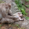 野猿公苑３