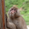野猿公苑５