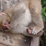 野猿公苑６