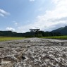 夏の鳥居