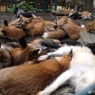 蔵王キツネ村
