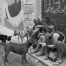dogs on a  Lisbon street