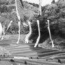 国見の棚田２