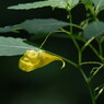 夏を探して　キツリフネ　Ⅱ