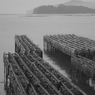牡蠣養殖