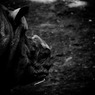 Broken horn
