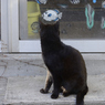ねこの背中