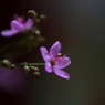 線香花火のように