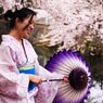  和傘,Sakura,wagasa,cherry blossom,桜