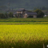 田園ー実りの季節を待ちながら