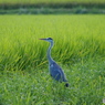 田園－佇むアオサギ
