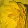 奥さんのお庭　a petal 3