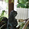 手水舎_狛犬_多田神社