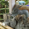 手水舎_龍_須賀神社