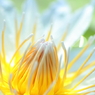 purity of heart