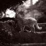 ねこ