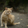 ねこ