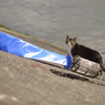 ねこ