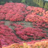 葛城山のつつじ③