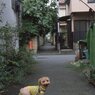 路地裏メロン