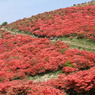 葛城山のつつじ⑧