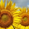DSCF0084