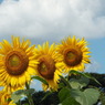DSCF0136