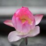 翳りゆく恋のモラトリアム