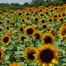 DSCF0115