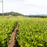 頓宮大茶園その１