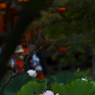 夜明けの孫文蓮・７