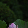 夜明けの孫文蓮・８