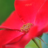 薔薇